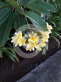 very beautiful yellow flowers accompanied by green leaves