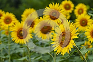 very beautiful yellow sunflower in summer
