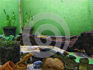 A very beautiful young albino broom fish relaxing in a beautiful aquarium