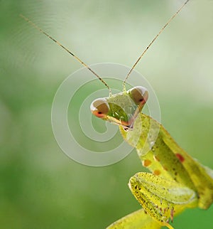 Very beautifull green mantis