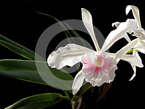Beauty Orchid Laelia purpurata carnea photo