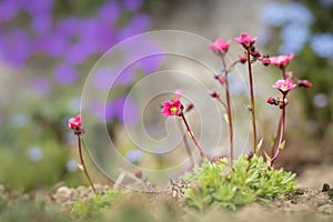 Very beauty small pink Saxifraga bryoides
