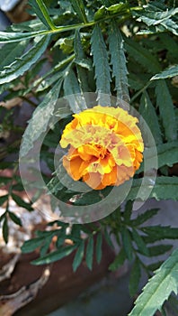 Very beutiful yellow marrygold flower with leaves.