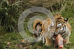 A very big animal tiger from Siberia is gnawing a bone and meat.