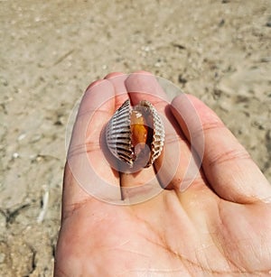 Very big delicious cockle seafood compared with hand