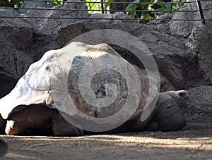 Big Galapagos Turtle