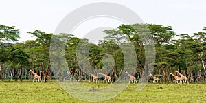 Very big group of giraffes. Nakuru, Kenya