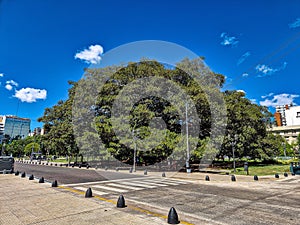 A very big gum tree at Lavalle Square in Buenos Aires, Argentina photo