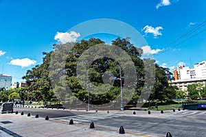 A very big gum tree at Lavalle Square in Buenos Aires, Argentina photo