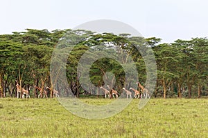 Very big herd of giraffes. Nakuru, Kenya