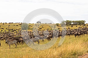 Very big herds of ungulates on the Serengeti plains. Kenya, Africa