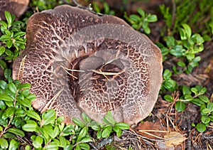 Very big mushroom