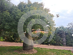 A very big and old tree green