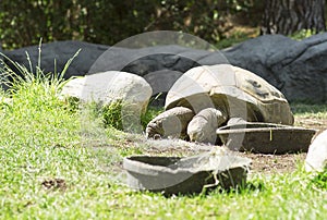 Very big old turtle.
