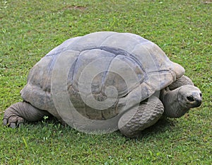very big and old turtle with robust shell while walking