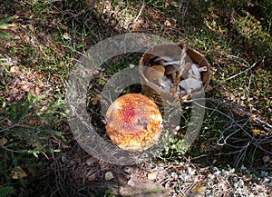 Very big red round fly agaric cap and basket for mushrooming