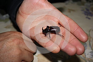 Very big rhinoceros Beetle in hand