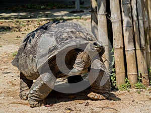 The very big turtle walking on the sand