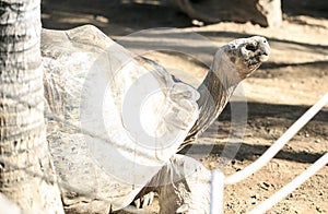 Very big turtle in a zoo