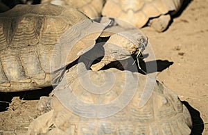 Very big turtle in a zoo