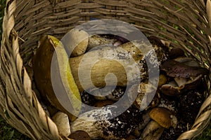 A very big white mushroom Boletus edulis in the basket