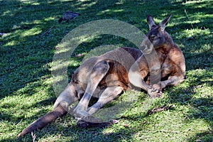 Very big wild red kangaroo sleeping on the grass in the park