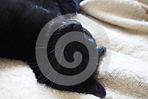 Very black cat sleeps, lying on his back and closing eyes. Nursling lazily rests on beige-brown woolen blanket at home