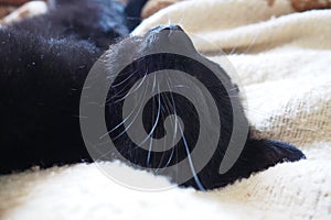 Very black cat sleeps, lying on his back and closing eyes. Nursling lazily rests on beige-brown woolen blanket at home