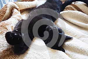 Very black cat sleeps, lying on his back and closing eyes. Nursling lazily rests on beige-brown woolen blanket at home