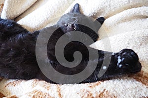 Very black cat sleeps, lying on his back and closing eyes. Nursling lazily rests on beige-brown woolen blanket at home photo