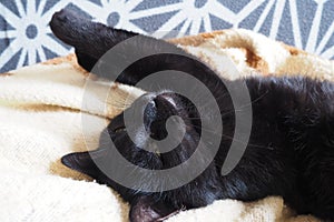 Very black cat sleeps, lying on his back and closing eyes. Nursling lazily rests on beige-brown woolen blanket at home photo