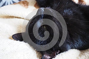Very black cat sleeps, lying on his back and closing eyes. Nursling lazily rests on beige-brown woolen blanket at home photo