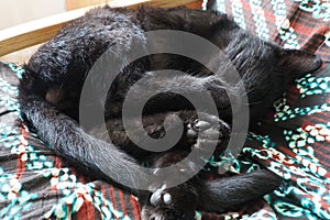 Very black cat sleeps, lying on his back and closing eyes. Nursling lazily rests on brown blanket at home. Pet care