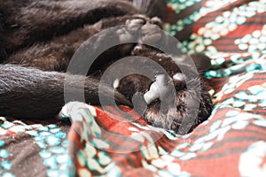 Very black cat sleeps, lying on his back and closing eyes. Nursling lazily rests on brown blanket at home. Pet care photo