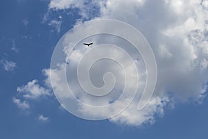 Very blue sky with beautiful fluffy clouds and a lone eagle flying high above