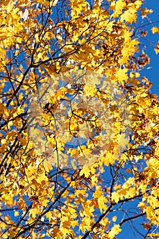 Very bright branch with yellow maple leaves against the blue sky. Beautiful autumn photography.