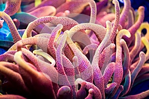 Very Bright Bubble Tip Anemone Tentacles