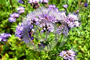 Phacelia close-up. allheal, fiddleneck scorpionweed, beefood