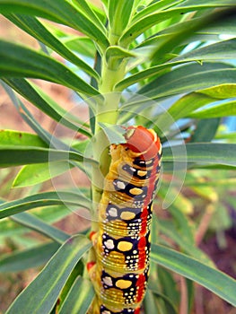 A very bright multi-colored caterpillar of the night hawk moth eats euphorbia. Hyles euphorbiae larvae close up. Sphingidae