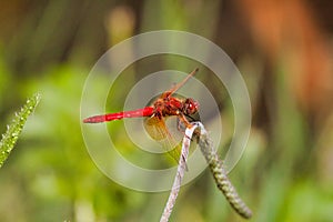 Bright red dragonfly resting on a blade of grass.