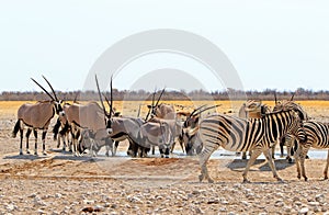 Very Bust waterhole with Zebras and Oryx