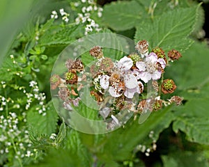 A very busy bramble