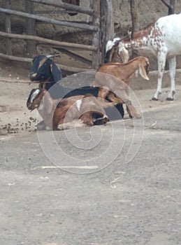 Very butifull goat Mother and children