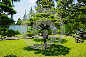 A very clean japan or japanese park garden with small and big bonsai tree with shed or shadow - photo