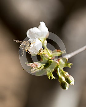 Bee collecting polen from a cherry blossom. photo