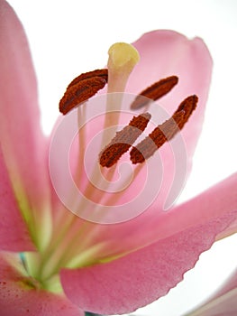 Beauty Pink Lily close up pistil and steaments photo