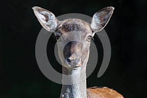 Very close image of a female deer looking forward