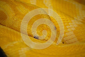 Very Close Look at the Snake Skin of a Burmese Python