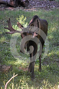 Very Close Look at a Young Wild Moose