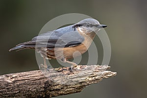 Very close of a perched nuthatch